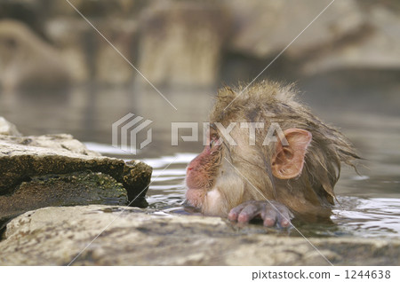 一隻大眼睛的兒童小猴子的側面輪廓 一隻大眼睛的兒童小猴子的側面輪廓 1244638