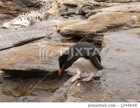 Iwatobi penguins / Falkland Islands 1244649