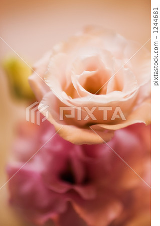 eustoma, lisianthus flower, texas bluebells 1244681