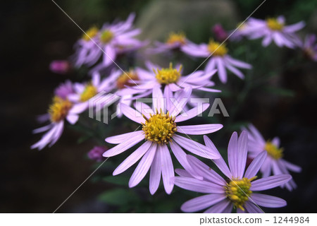 Flower blooming in autumn Nokongiku 1244984