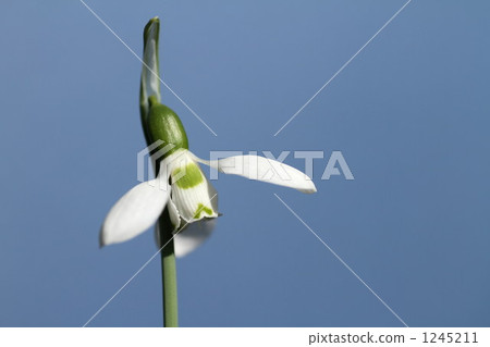 雪花屬 雪花蓮 待雪草 1245211