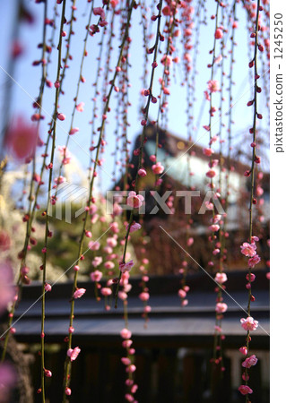 Spring of Yuuki Shrine Spring of Yuuki Shrine 1245250