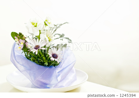 stock, stocks, blue-eyed cape marigold 1245394