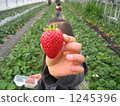 Strawberry picking 1245396