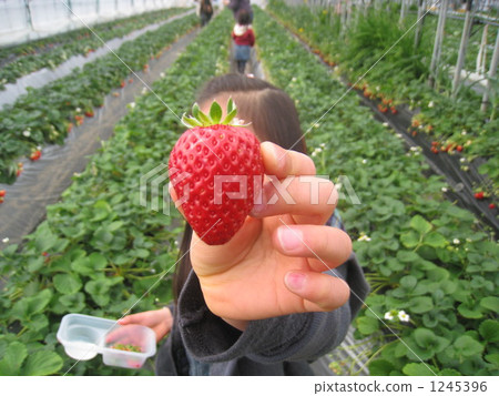 Strawberry picking 1245396