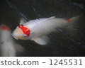 Energetic carp 1245531