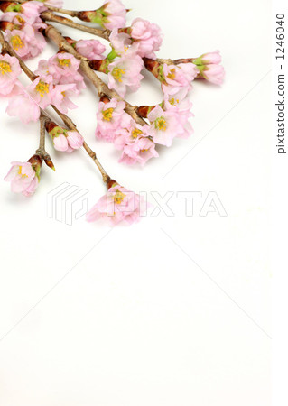 Cherry Blossoms	 1246040
