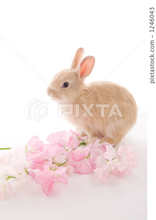 Pink Sweetpea and Adorable Children Honesty 1246043