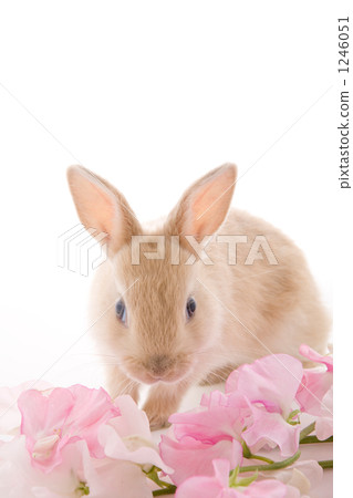 Pink sweetpea and adorable rabbit frontal face 1246051