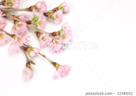 Cherry Blossoms	 1246052