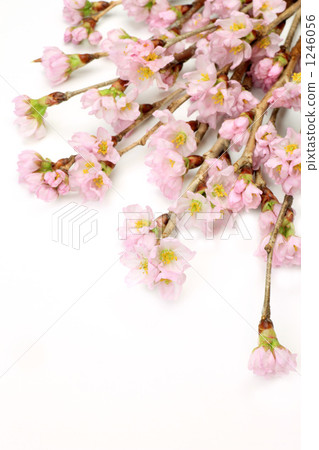Cherry Blossoms	 1246056