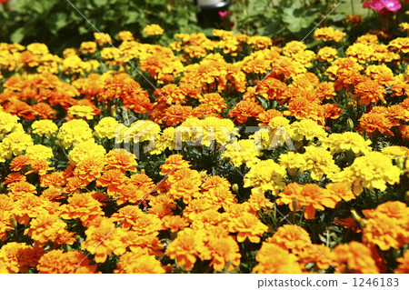 萬壽菊 花床 花園 1246183