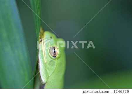 困了Moria ooga 1246229