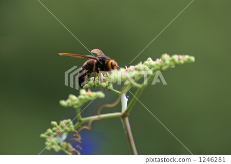 Wasps sucking nectar from nectar 1246281