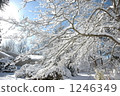 frost covered tree, snow scene, blue sky 1246349