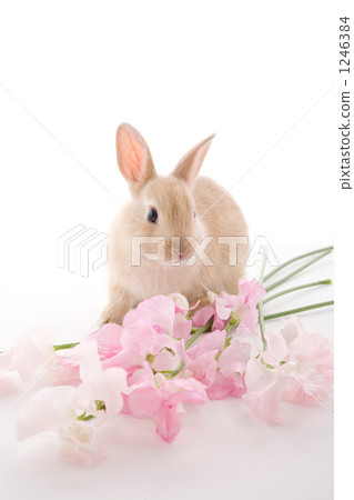 Pink sweetpea and adorable rabbit eye gaze exist Pink sweetpea and adorable rabbit eye gaze exist 1246384