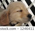 Golden Retriever puppy (sleeping face) No, 3 1246411
