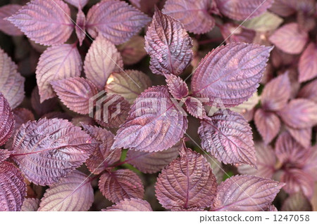 perilla frutescens, red perilla, red shiso 1247058