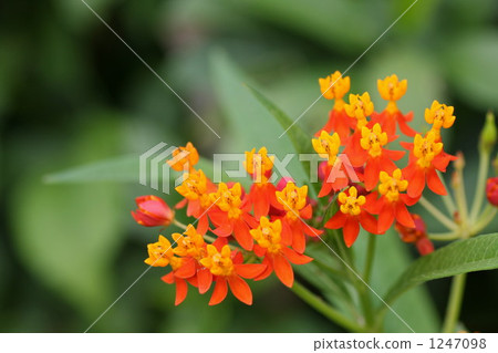 馬利筋 橙色 橘子 1247098