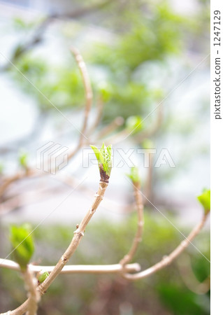 Sprout 1247129