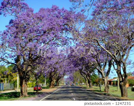 Spring Australia, Jacaranda's tree-lined avenue Spring Australia, Jacaranda's tree-lined avenue 1247231