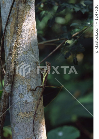 分類樹 樹木 樹 1247530