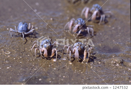 潮汐 螃蟹 蟹 1247532