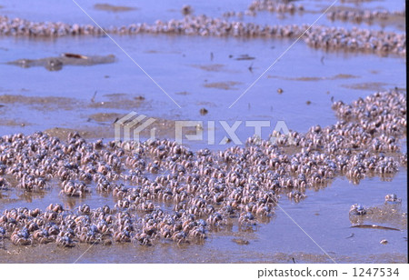 潮汐 螃蟹 蟹 1247534