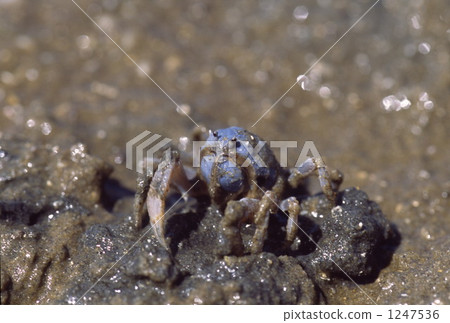 螃蟹 蟹 潮汐 1247536