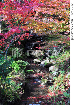 Autumn leaves and streams 1247542