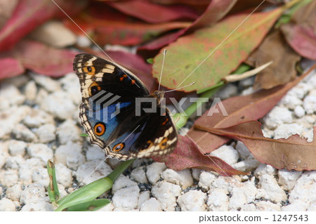 White-tailed girls (male) 1247543