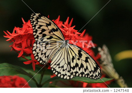 Stop crawling in Benidemari 1247548