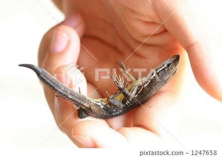 lizard, a lizard, biodiversity 1247658