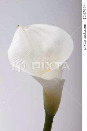 彩色花朵 1247694