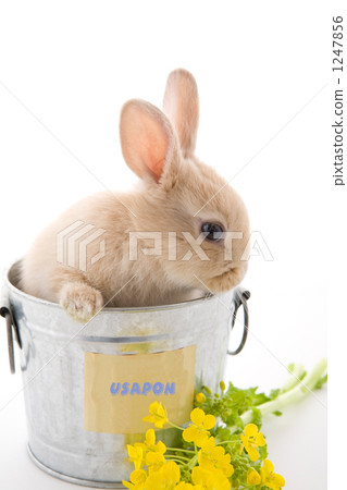 Tin cane and rape flowers and rabbits 1247856