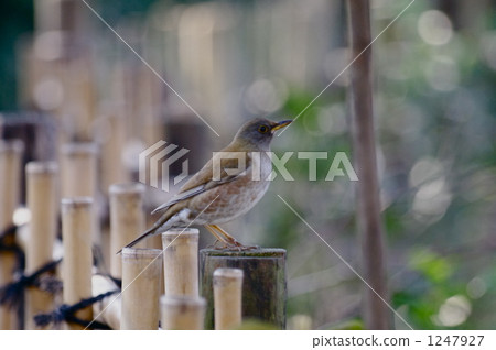 在籬笆上停下來的Shorohara 1247927