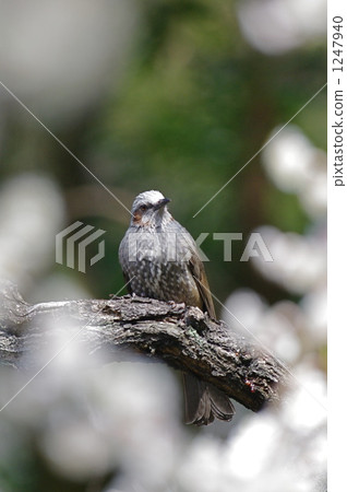 李子樹和棕色eyedryhead 1247940