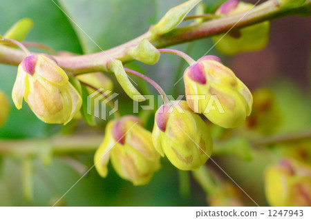 Heiringuanten花 1247943