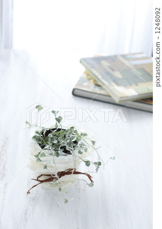 西方書籍 室內盆栽 觀葉植物 1248092