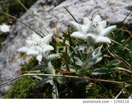 Edelweiss found while hiking Edelweiss found while hiking 1248118