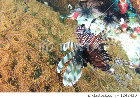 Sea anemone and Hanamino nasago Sea anemone and Hanamino nasago 1248420