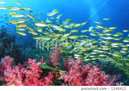 Yellow fish school and pink coral Yellow fish school and pink coral 1248422
