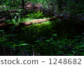Mysterious forest 1248682