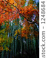 Bamboo flowers 1248684