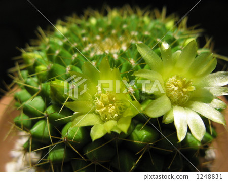 仙人掌花 1248831