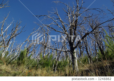 Leafless forest 1248862