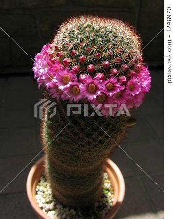 Cactus flower Cactus flower 1248970