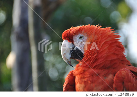 Parakeet 1248989