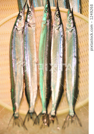 鱵科 鱵科 1249268