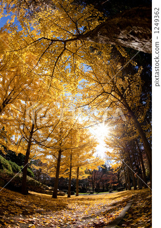 tree-lined road, ginkgo, ginko tree 1249362
